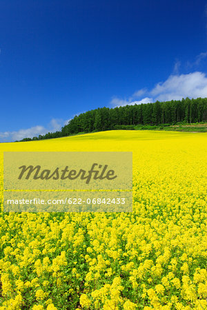 Field mustard and sky with clouds, Hokkaido