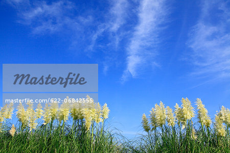 Pampas grass and blue sky