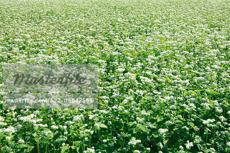 Buckwheat flowers