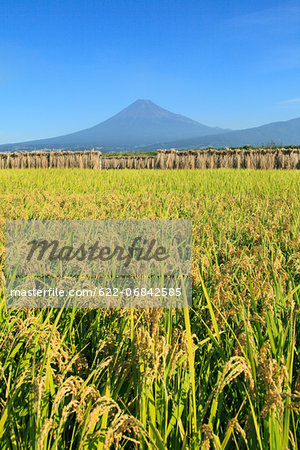 Rice ears drying near Mount Fuji, Shizuoka Prefecture