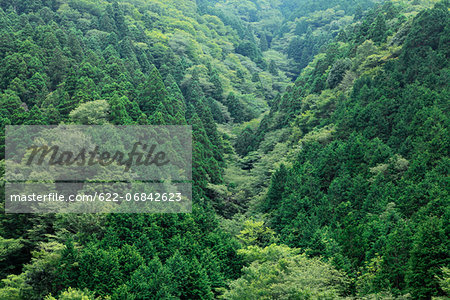 Japanese cedar forest, Shizuoka Prefecture