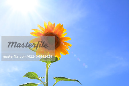 Sunflower and sky