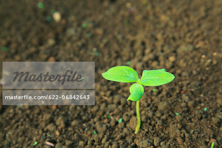 Green leaf sprouting from the ground Green leaf sprouting from the ground