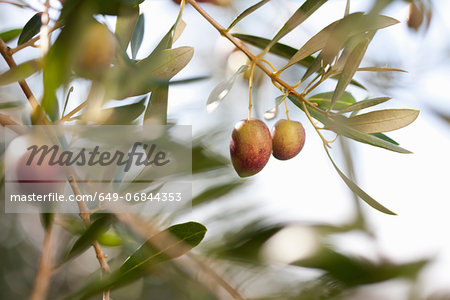 Olives growing on plant in olive grove, close up