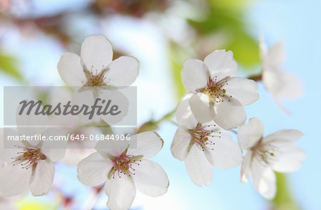 Close up of white cherry blossom, prunus serrulata