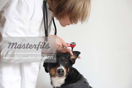 Female veterinarian examining dogs ear