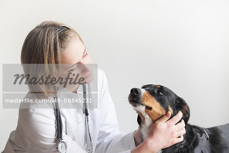 Female veterinarian examining dogs face