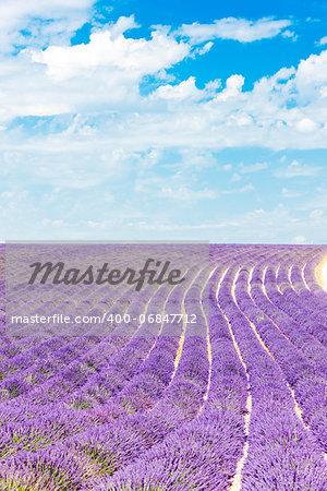 lavender field, Plateau de Valensole, Provence, France