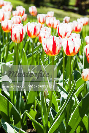 Villa Taranto - Italy. Famous Italian garden with a dedicated area for tulips cultivation. Happy Generation tulip.