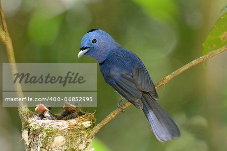 beautiful male black-nape monarch (Hypothymis azurea) protecting his youngs