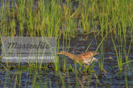 Squacco Heron (Ardeola ralloides) standing in a lake