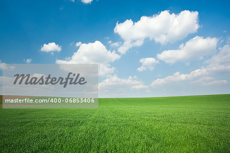 Fresh green wheat field and blue cloudy sky; ideal for nature background