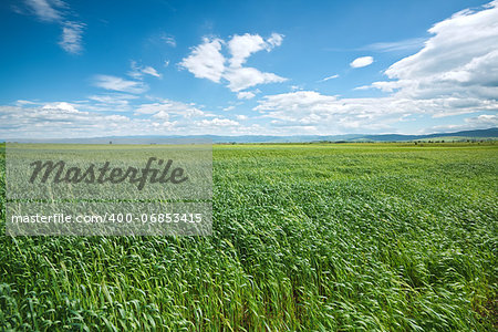 Wind moving the growing green wheat at field