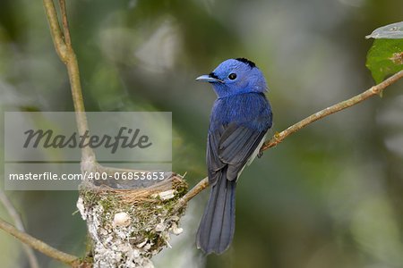 beautiful male black-nape monarch (Hypothymis azurea) protecting his youngs