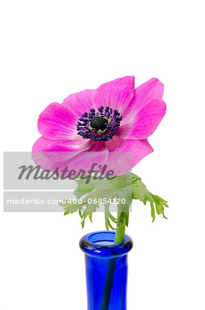 Purple flower in blue bottle isolated on white