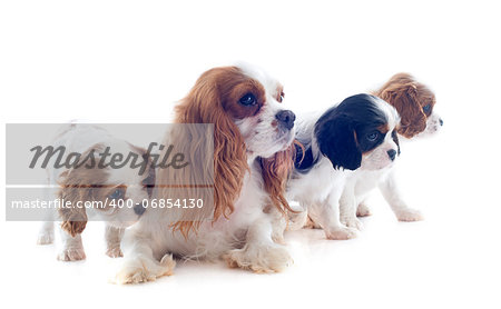 family cavalier king charles in front of white background