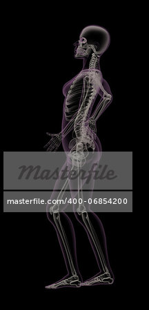 Female medical skeleton with backache