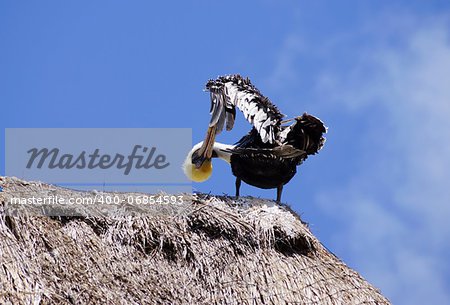 The pelican settled at roof top, cleans a beak feathers, twists the head and looks