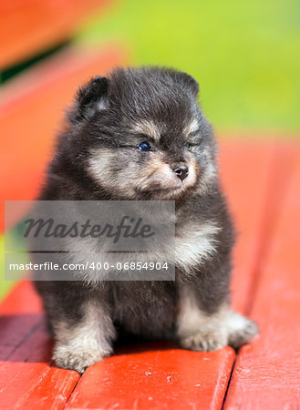 Portrait of a little fluffy Pomeranian puppy