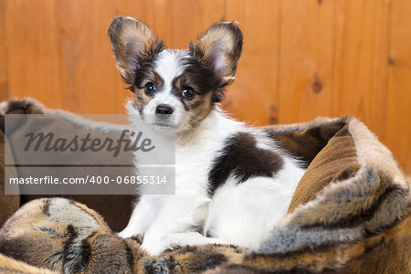 Papillon Puppy in bed on wooden background