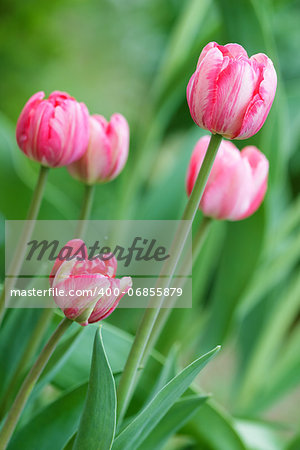 several beautiful blooming tulips in the background