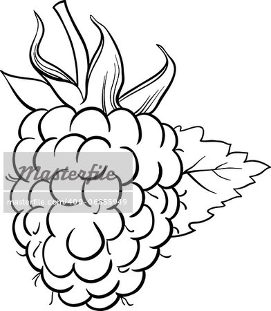 Black and White Cartoon Illustration of Raspberry Berry Fruit Food Object for Coloring Book