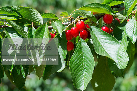 Twig with red cherries on a tree