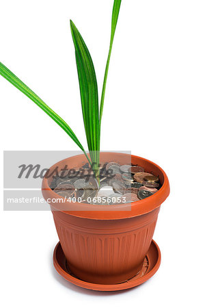 Flower in a pot. Small palm white isolated studio shot