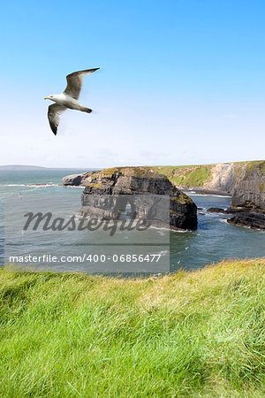 a view from the cliffs in Ballybunion county Kerry Ireland of the Virgin rock and coast and a seagull in an updraught