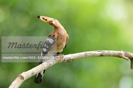 beautiful eurasian hoopoe (Upupa epops) possing on branch