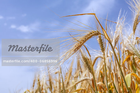 close-up ears of wheat against the sky