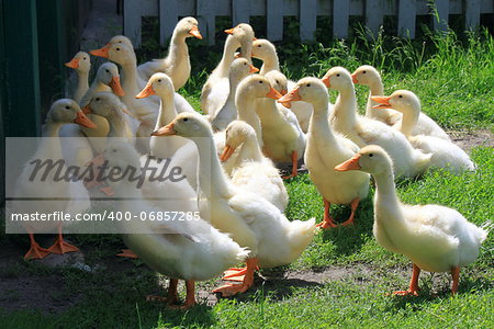 many young ducks on green grass in summer