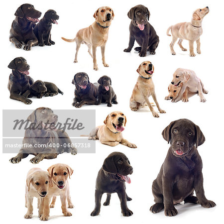 group of labrador retriever  on a white background