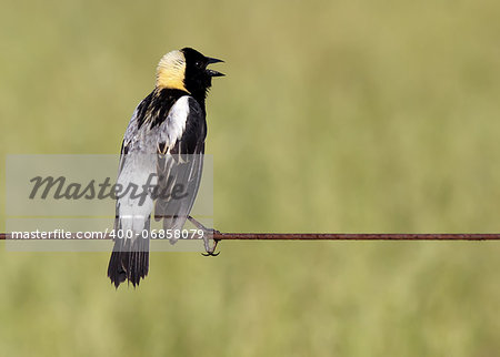 A Bobolink on a wire fence in a grass field,Lancaster County,Pennsylvania.The Bobolink (Dolichonyx oryzivorus) is a small New World blackbird.