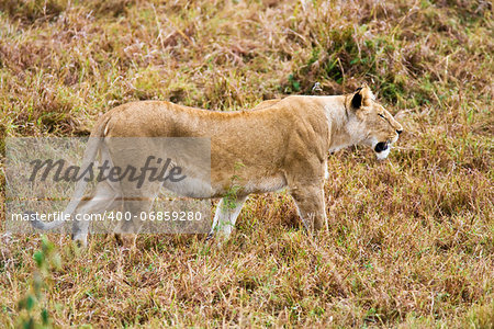 female Lion hunting Wildebeest gnu in the Masai Marra reserve in Kenya Africa