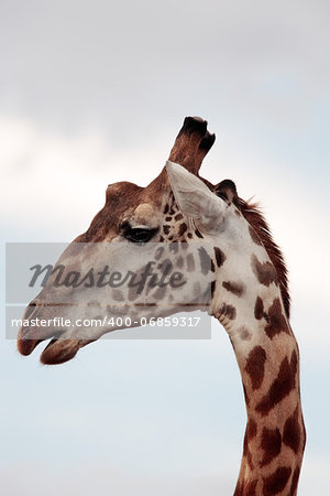 Masai or Kilimanjaro Giraffe Giraffidae grazing in the beautiful plains of the masai mara reserve in kenya africa