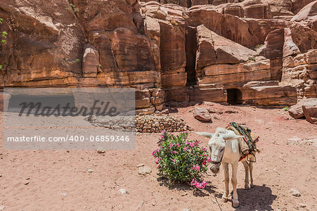 donkey in nabatean petra jordan middle east