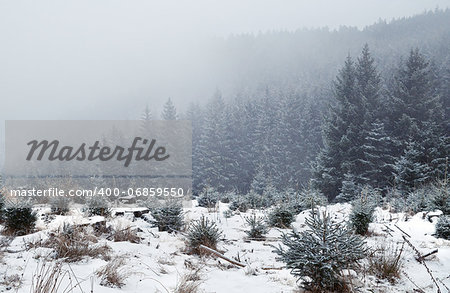 snowstorm in coniferous forest, Harz mountains