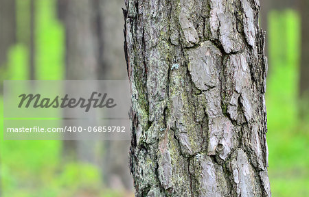 Photo of pine trunk (Pinus sylvestris) in front, green forest in background. Selective focus.