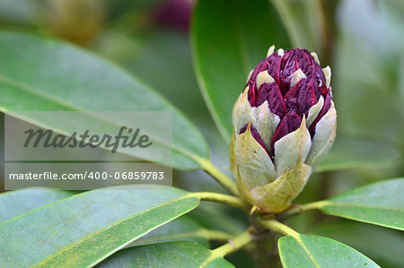 Close up of one rhododendron bud in a garden. Spring.