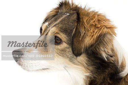 A Dog in the snow on a white background
