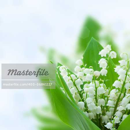 lilly of the valley flowers on blue bokeh  background