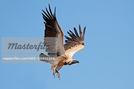 White-backed vulture (Gyps africanus) in flight, South Africa