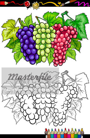 Coloring Book or Page Cartoon Illustration of Three Bunches of White and Red and Black or Blue Grapes or Grapevine Fruit Food Group for Children Education