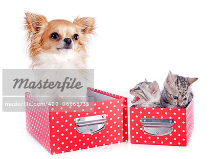 portrait of a purebred  bengal kitten and chihuahua on a white background