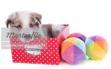 portrait of puppy border collie in box with toys in front of white background