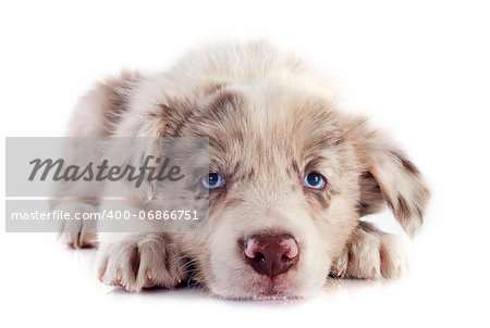 portrait of puppy border collie in front of white background