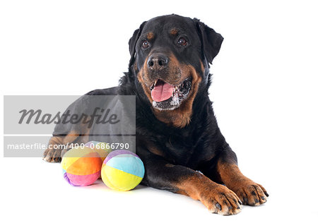 portrait of a purebred rottweiler with toys in front of white background