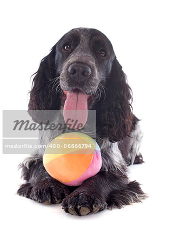 portrait of a  purebred english cocker in a studio