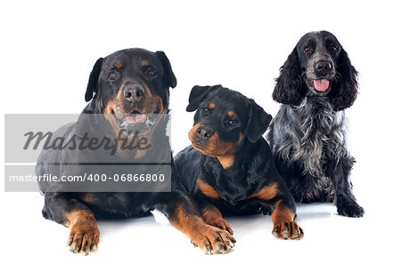 portrait of a purebred puppy rottweiler, adult and cocker spaniel in front of white background